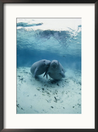 An Underwater Shot Of A Pair Of Florida Manatees by Brian J. Skerry Pricing Limited Edition Print image