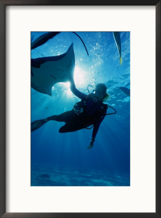Diving At Stingray City On Grand Cayman, Grand Cayman, Grand Cayman, Cayman Islands by Greg Johnston Pricing Limited Edition Print image