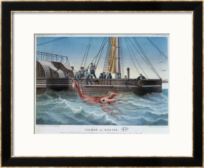 The Giant Squid Caught By The Alecton Off The Coast Of Tenerife, 30Th November 1861 by E. Rodolphe Pricing Limited Edition Print image