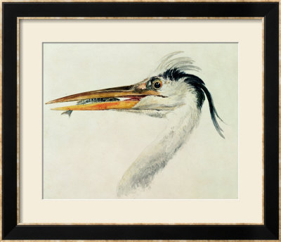 Heron With A Fish by William Turner Pricing Limited Edition Print image
