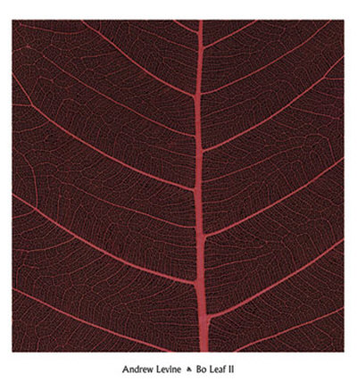 Bo Leaf Ii by Andrew Levine Pricing Limited Edition Print image