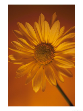 Yellow Daisy by Fogstock Llc Pricing Limited Edition Print image
