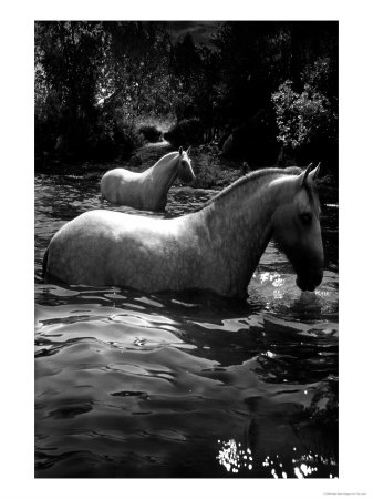 2 White Horses In Water by Tim Lynch Pricing Limited Edition Print image
