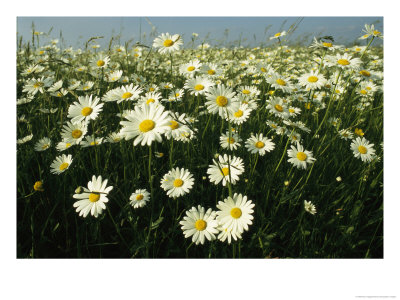 Field Filled With Daisies In Bloom by Klaus Nigge Pricing Limited Edition Print image