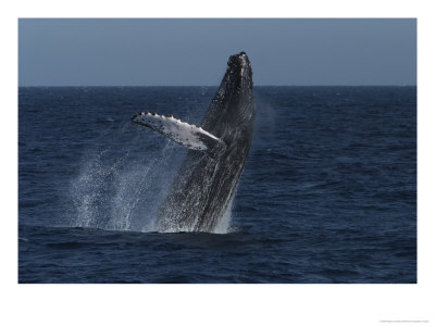 A Breaching Humpback Whale by Ralph Lee Hopkins Pricing Limited Edition Print image