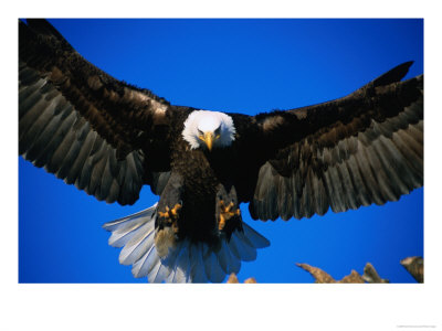 Bald Eagle (Haliaeetus Leucocephalus), Usa by Mark Newman Pricing Limited Edition Print image