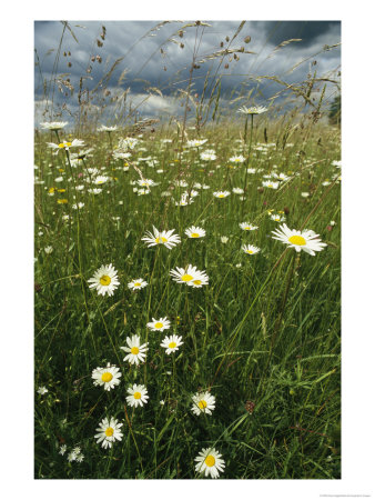 Field Filled With Daisies And Tall Grasses by Klaus Nigge Pricing Limited Edition Print image