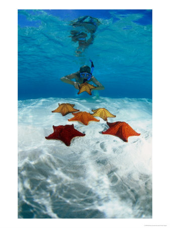 Snorkeller Looking At Cusion Sea Stars Near Marsh Harbour, Marsh Harbour, Bahamas by Michael Lawrence Pricing Limited Edition Print image