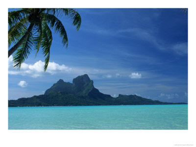 Palm Tree, Water And Island, Bora Bora, Tahiti by Barbara Haynor Pricing Limited Edition Print image