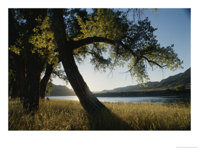 Twilight View Of Missouri River And Cottonwood Tree by Gordon Wiltsie Pricing Limited Edition Print image