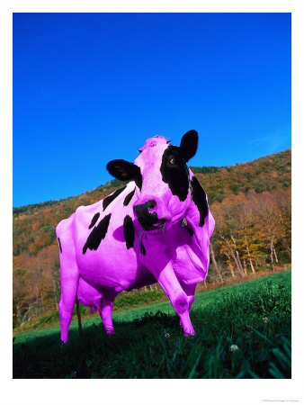 Purple Cow In A Field by Lynn M. Stone Pricing Limited Edition Print image