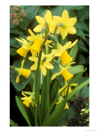 Narcissus, Tete-A-Tete, February by Mark Bolton Pricing Limited Edition Print image
