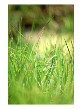 Panicum Virgatum Rehbraun, Close-Up Of Grass With Red Tips by Fiona Mcleod Pricing Limited Edition Print image