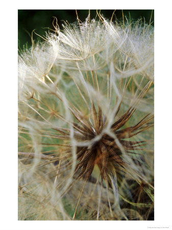 Tragopogon Porrifolius (Salisfy), Close-Up Of Seed Head by Fiona Mcleod Pricing Limited Edition Print image