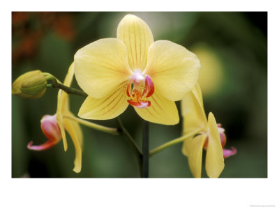 Phalaenopsis (Golden Horizon Sunrise), September by Mark Bolton Pricing Limited Edition Print image