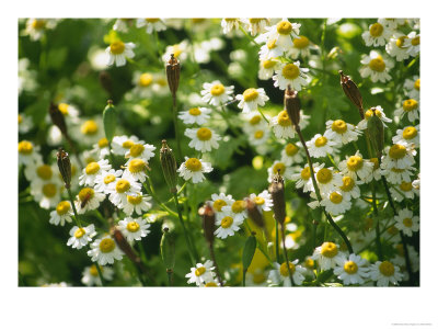 Feverfew Tanacetum Parthenium Poppy Seedheads by Mark Bolton Pricing Limited Edition Print image