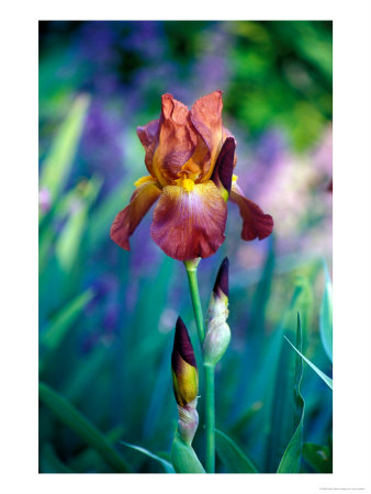 Iris Bearded, Close-Up Of Flower, Perennial by Lynn Keddie Pricing Limited Edition Print image