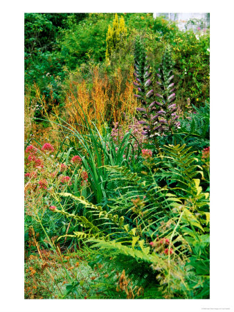 Garden Situated On A Hillside Overlooking Loch Ness, Scotland by Lynn Keddie Pricing Limited Edition Print image