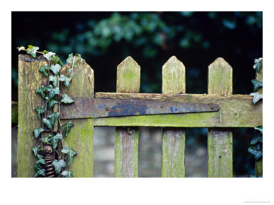 Wooden Gate With Ivy (Hedera) December by Andre Jordan Pricing Limited Edition Print image