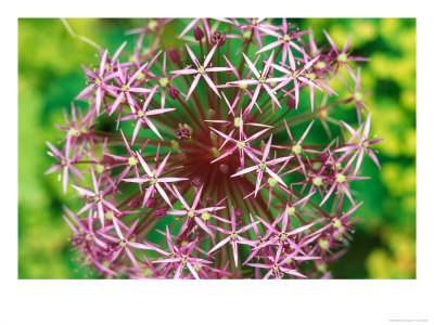 Allium Christophii, Close-Up Of Purple Flower Head by Lynn Keddie Pricing Limited Edition Print image