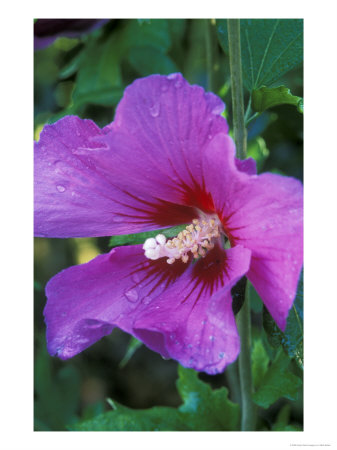 Hibiscus Syriacus, Russian Violet (Rose Of Sharon), With Raindrops by Mark Bolton Pricing Limited Edition Print image