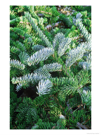 Abies Pinsapo Glauca Close-Up Of Evergreen Foliage by Mark Bolton Pricing Limited Edition Print image