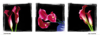 Calla Trio I by Ilona Wellmann Pricing Limited Edition Print image