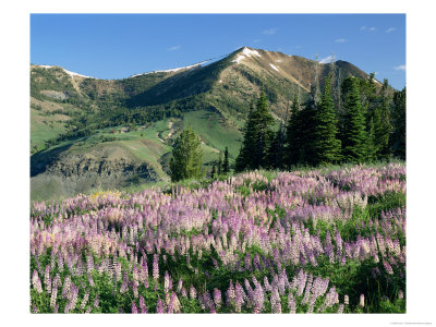 Spur Lupine And Subalpine Firs, Marys River Peak, Humboldt National Forest, Nevada, Usa by Scott T. Smith Pricing Limited Edition Print image