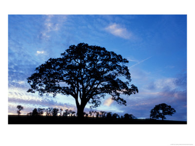 Oak Trees At Sunset On Twin Oaks Farm, Connecticut, Usa by Jerry & Marcy Monkman Pricing Limited Edition Print image