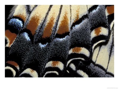 Eastern Tiger Swallowtail Butterfly Wing, Great Smoky Mountains National Park, Tennessee, Usa by Darrell Gulin Pricing Limited Edition Print image
