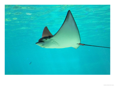 Sting Ray, Sea World, Gold Coast, Queensland, Australia by David Wall Pricing Limited Edition Print image