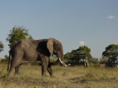 Tourists In Jeeps Observing An African Elephant, Loxodonta Africana by Beverly Joubert Pricing Limited Edition Print image