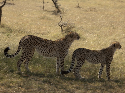 A Cheetah, Acinonyx Jubatus, And Her Cub In The Shade by Beverly Joubert Pricing Limited Edition Print image