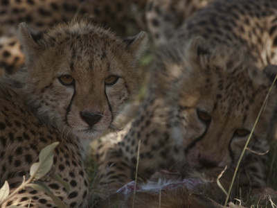 Cheetah Cubs, Acinonyx Jubatus, Eating A Gazelle In The Shade by Beverly Joubert Pricing Limited Edition Print image