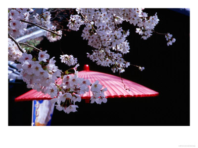 Red Umbrella And Cherry Blossoms, Kyoto, Japan by Frank Carter Pricing Limited Edition Print image