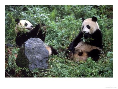 Giant Panda Bears Playing, Sichuan, China by Lynn M. Stone Pricing Limited Edition Print image