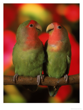 Two Parrots Perched On A Branch by Henryk T. Kaiser Pricing Limited Edition Print image