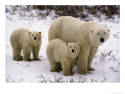 Polar Bear With Two Cubs, In The Winter by Bonnie Lange Pricing Limited Edition Print image
