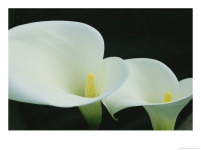 Close View Of A Pair Of Calla Lilies by Marc Moritsch Pricing Limited Edition Print image