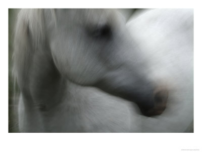 A White Horse by Bob Winsett Pricing Limited Edition Print image