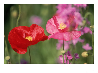 Poppies by Priscilla Connell Pricing Limited Edition Print image