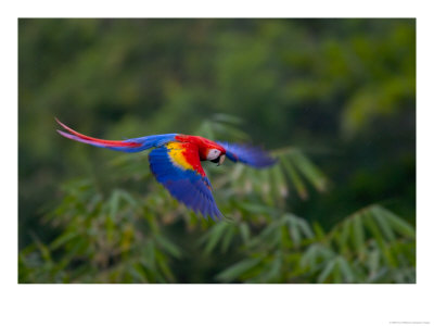 Colorful Scarlet Macaw (Ara Macao) In Flight Over Green Forest by Roy Toft Pricing Limited Edition Print image