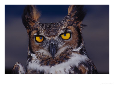 Great Horned Owl by Russell Burden Pricing Limited Edition Print image