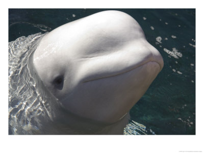 A Beluga Whale Looks At The Camera by Taylor S. Kennedy Pricing Limited Edition Print image