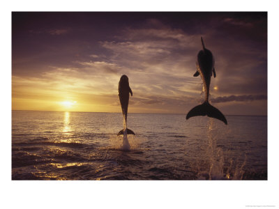 Bottlenose Dolphins, Tursiops Truncatus by Stuart Westmoreland Pricing Limited Edition Print image