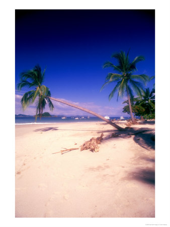 Palm Trees On Beach, Isla Tortuga, Costa Rica by John Anderson Pricing Limited Edition Print image