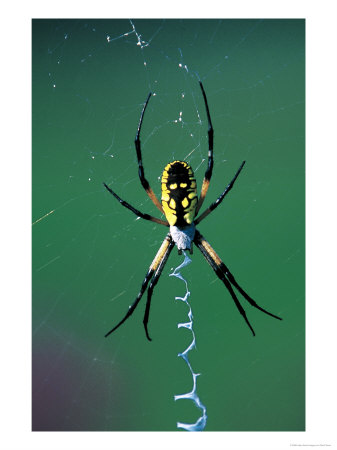 Garden Spider by David Davis Pricing Limited Edition Print image