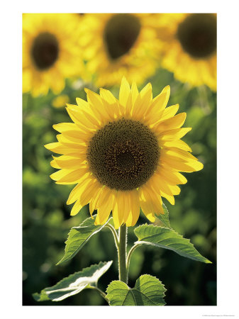 Sunflowers by Wallace Garrison Pricing Limited Edition Print image