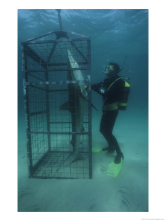 Humorous Photo Of A Diver Observing A Shark In A Shark Cage by Bill Curtsinger Pricing Limited Edition Print image