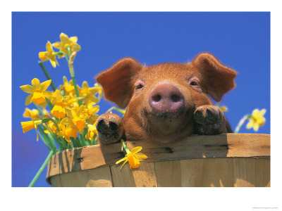 Pig With Daffodils In Bushel by Lynn M. Stone Pricing Limited Edition Print image